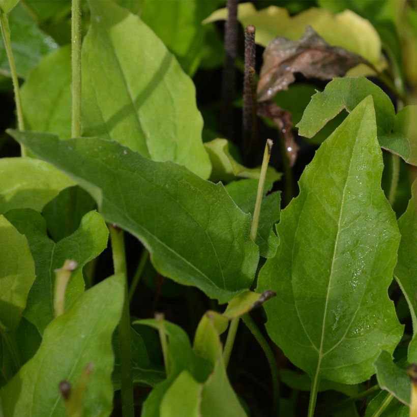 Echinacea Coconut Lime - Echinacée (Feuillage)