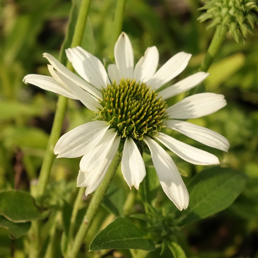 Echinacea Kismet blanc (White) - Echinacée (Floraison)