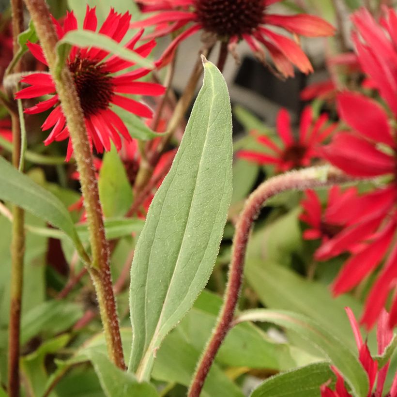 Echinacea Prima Ruby - Echinacée (Feuillage)