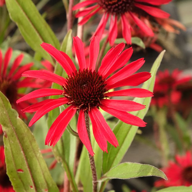 Echinacea Prima Ruby - Echinacée (Floraison)