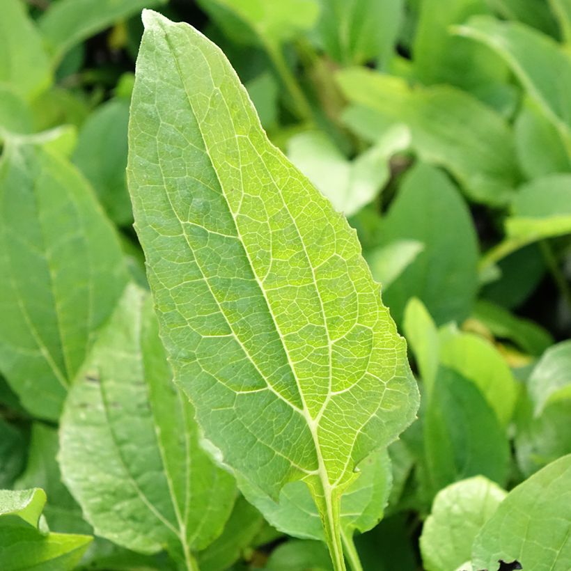 Echinacea purpurea Milkshake - Echinacée (Feuillage)