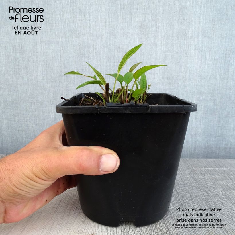Spécimen de Echinacea purpurea Pica Bella - Echinacée tel que livré en été