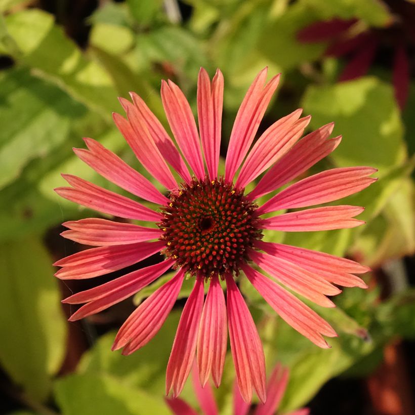 Echinacea purpurea Summer Cocktail (Floraison)