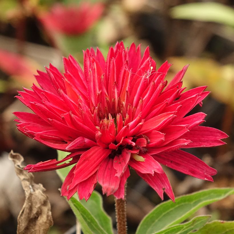 Echinacea purpurea Sundown - Rudbeckia pourpre (Floraison)