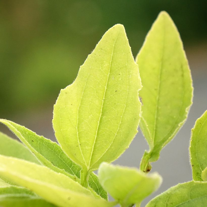 Echinacea SunSeekers Apple Green - Echinacée (Feuillage)