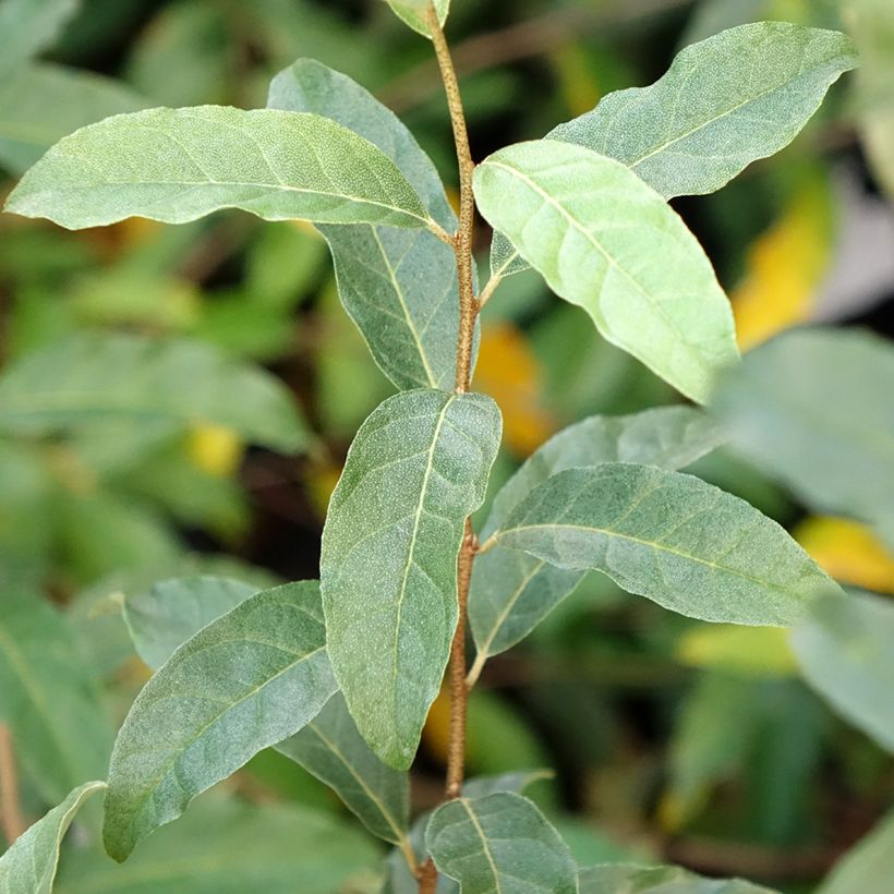 Elaeagnus umbellata Amoroso - Goumi du Japon (Feuillage)