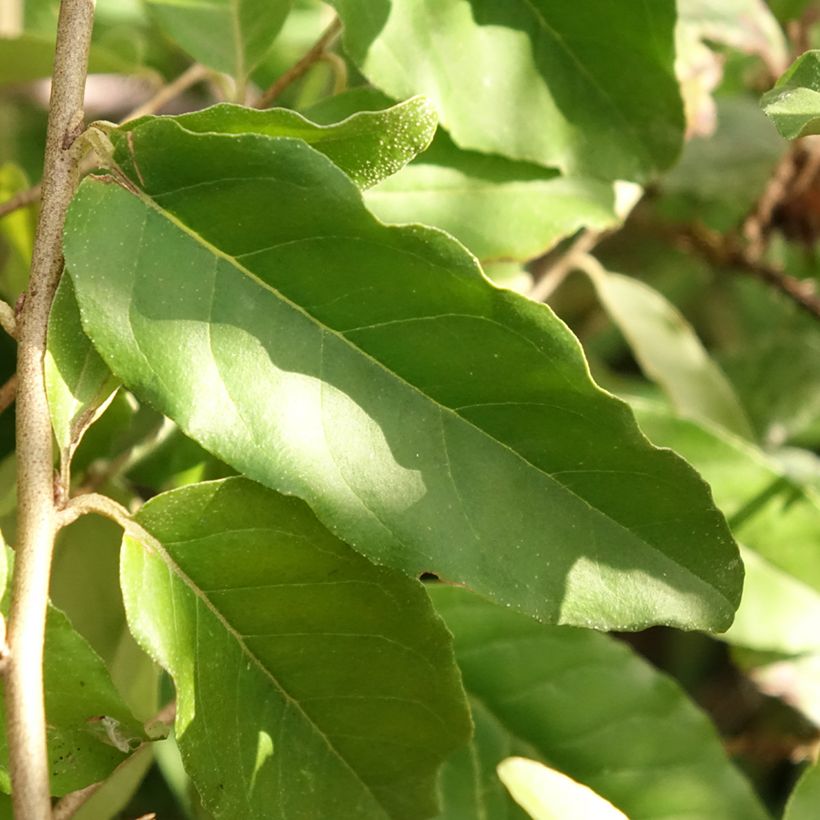 Elaeagnus umbellata Fortunella - Goumi du Japon (Feuillage)