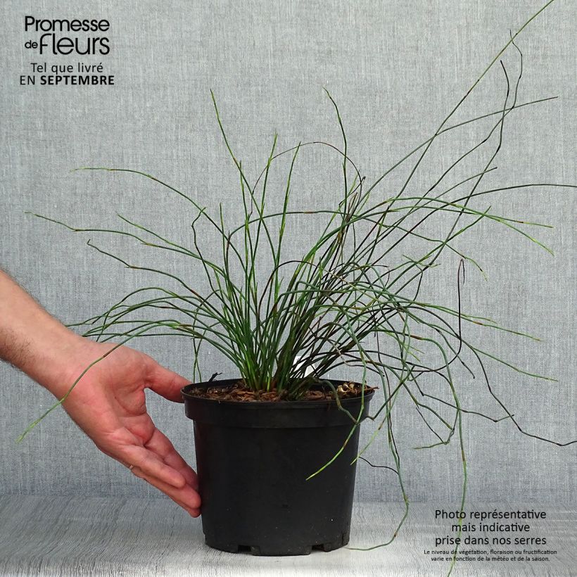 Spécimen de Elegia capensis - Prêle restio - Pot de 2L/3L tel que livré en automne