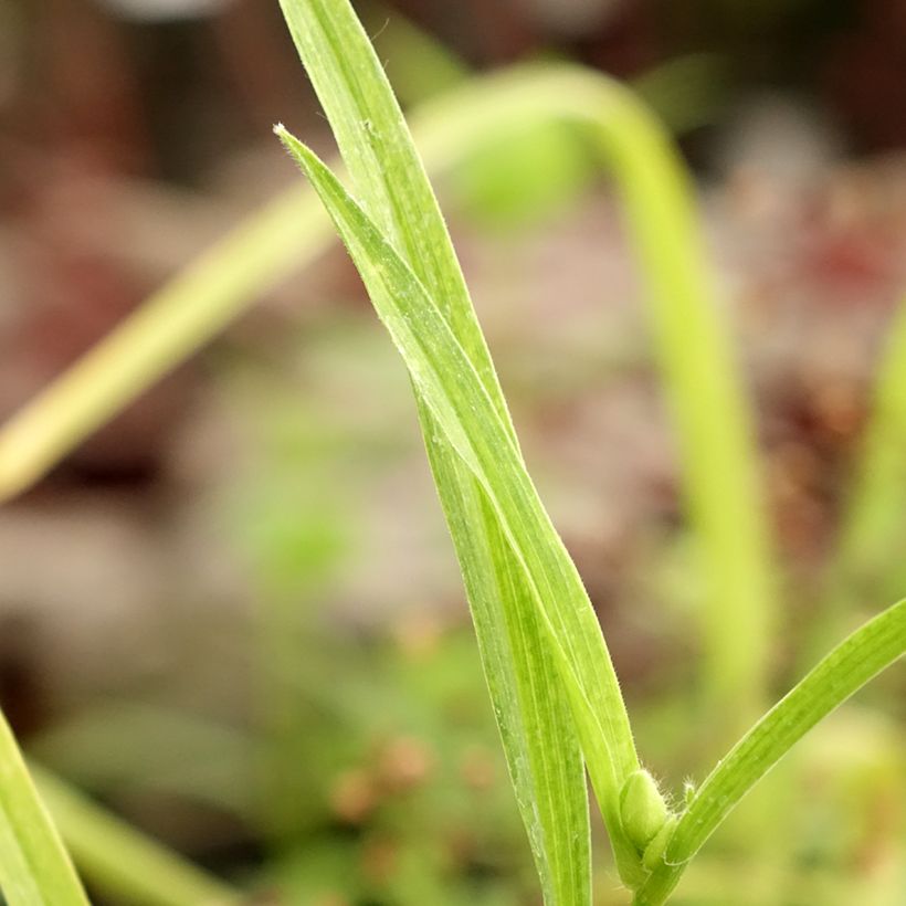 Ephémère de Virginie - Tradescantia andersoniana Bilberry Ice (Feuillage)