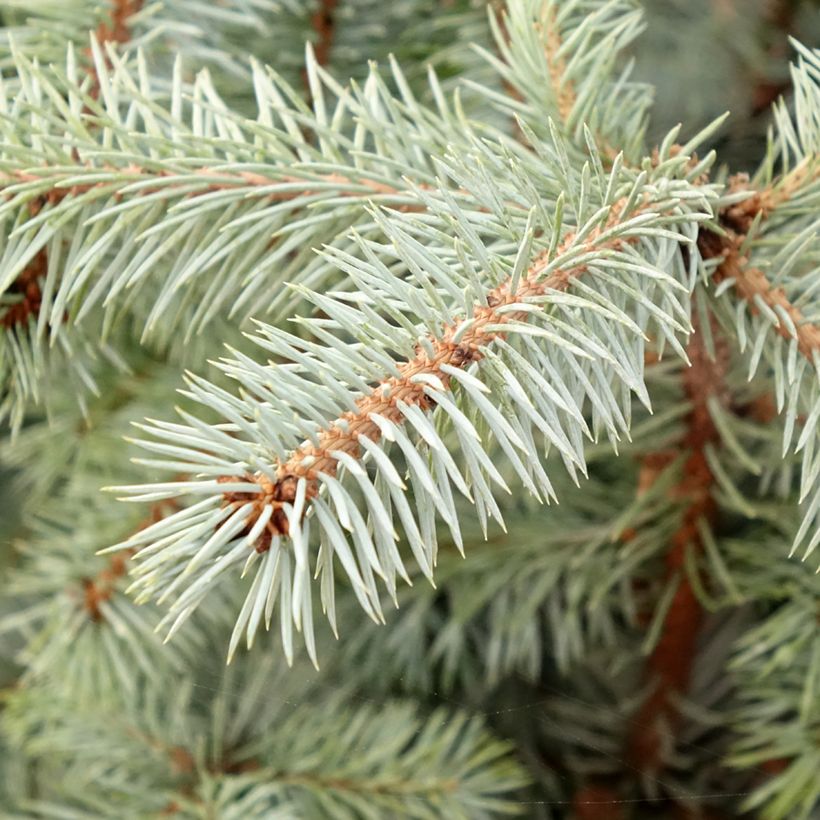 Epicéa bleu - Picea pungens Edith (Feuillage)