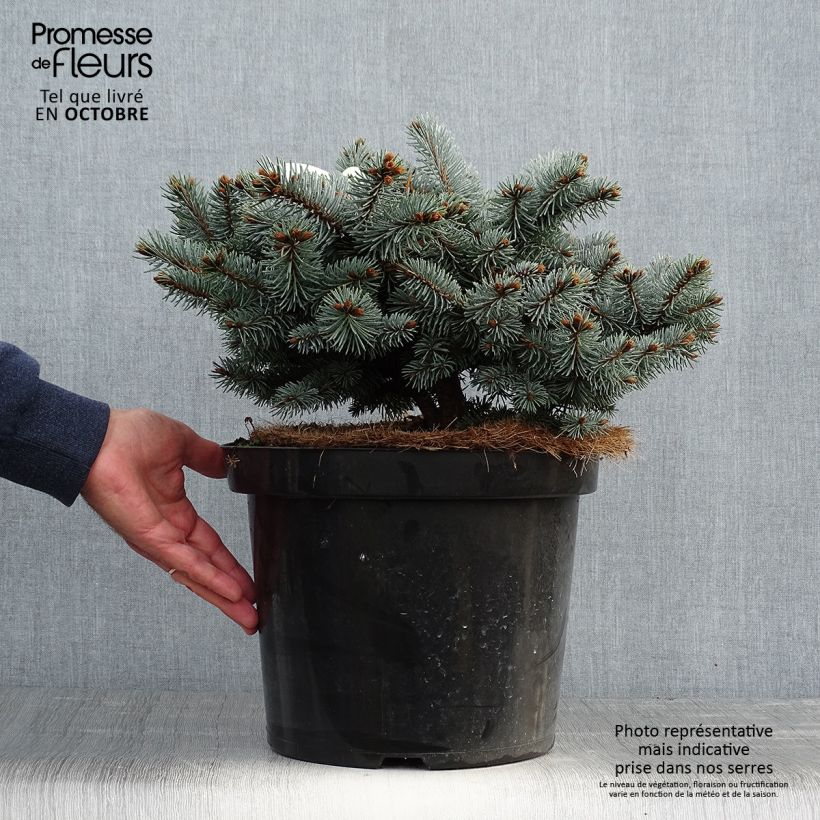 Spécimen de Epicea bleu - Picea pungens Glauca Globosa  tel que livré en automne