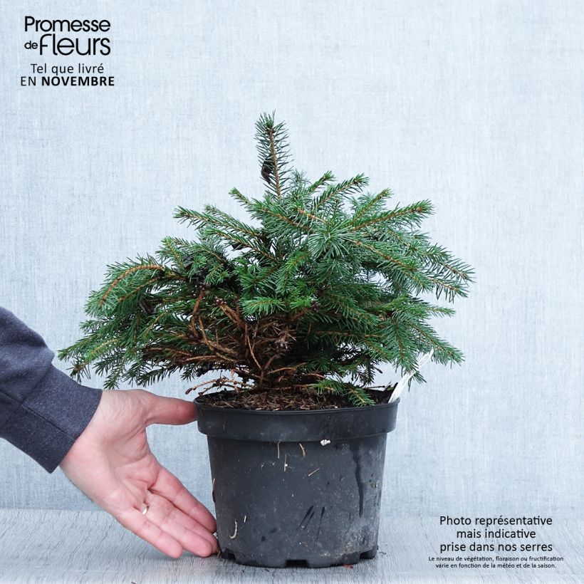 Spécimen de Epicea commun - Picea abies Maxwellii tel que livré en automne