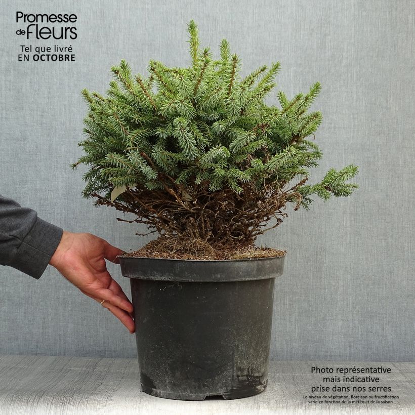 Spécimen de Épicéa de Serbie Nana - Picea omorika en pot de 7,5L/10L tel que livré en automne