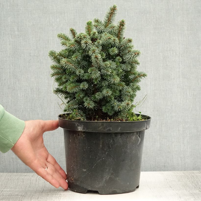 Spécimen de Épicéa de Sitka - Picea sitchensis Midget Pot de 4L/5L tel que livré en été