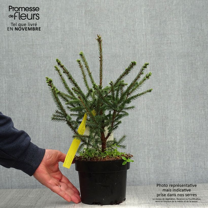Spécimen de Épicéa de Sitka - Picea sitchensis Nana tel que livré en automne
