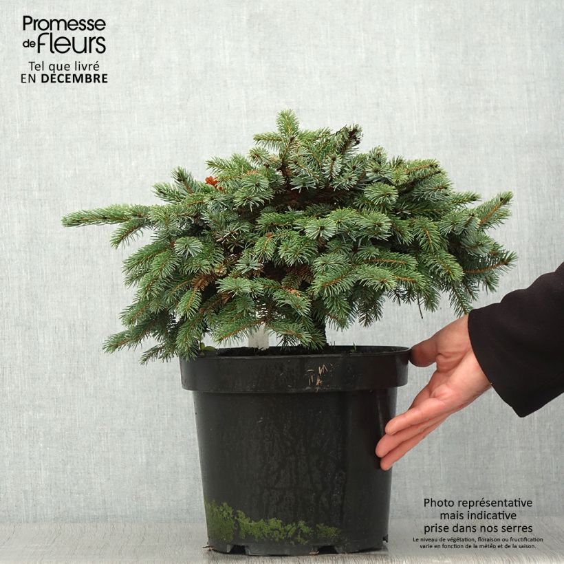 Spécimen de Epicéa nain - Picea mariorika Machala Pot de 7.5L tel que livré en automne