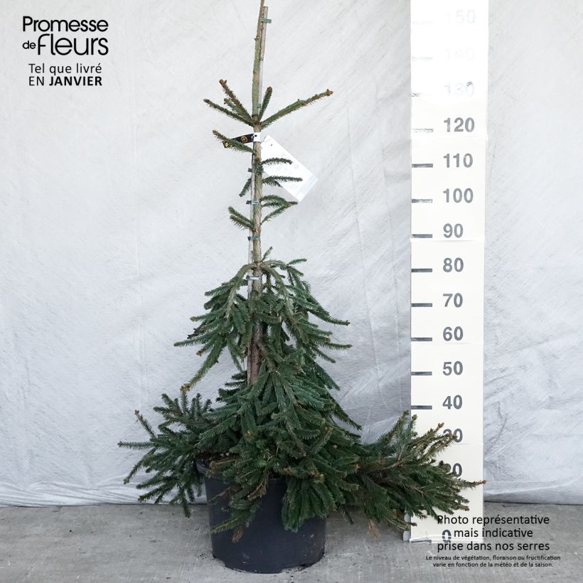 Spécimen de Épicéa pleureur - Picea abies Inversa Pot 12/15L tel que livré en hiver