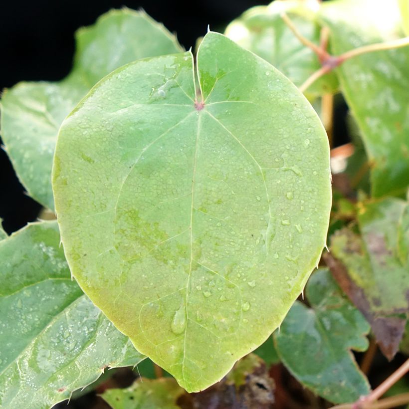 Epimedium hybride Pretty in Pink - Fleur des Elfes (Feuillage)