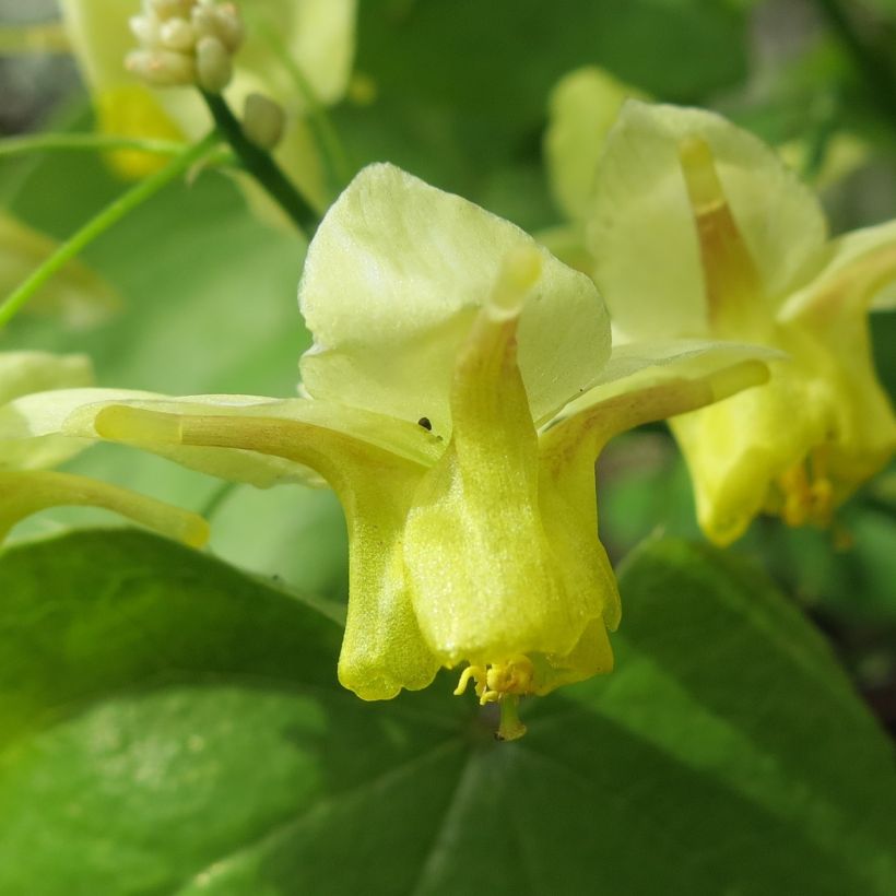 Epimedium pinnatum, Fleur des elfe (Floraison)