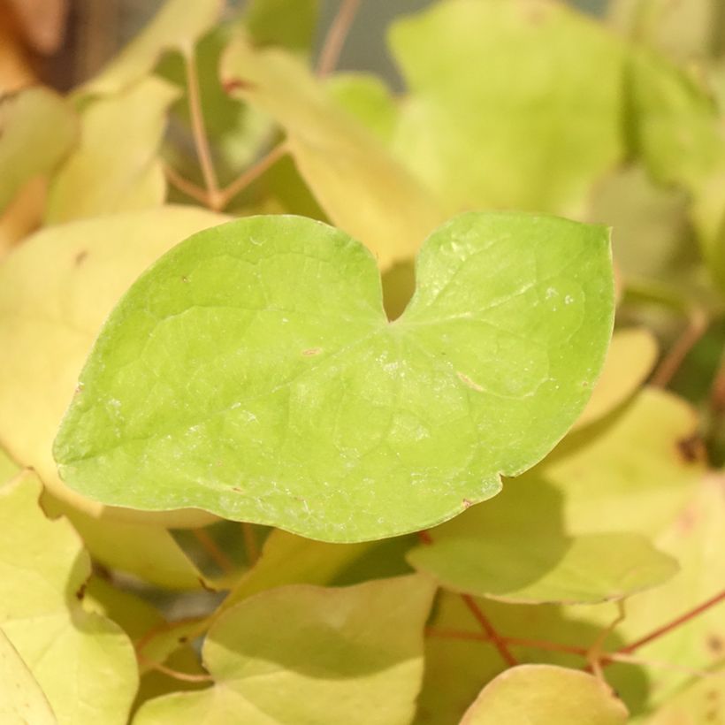 Epimedium youngianum Yenomoto, Fleur des elfes (Feuillage)