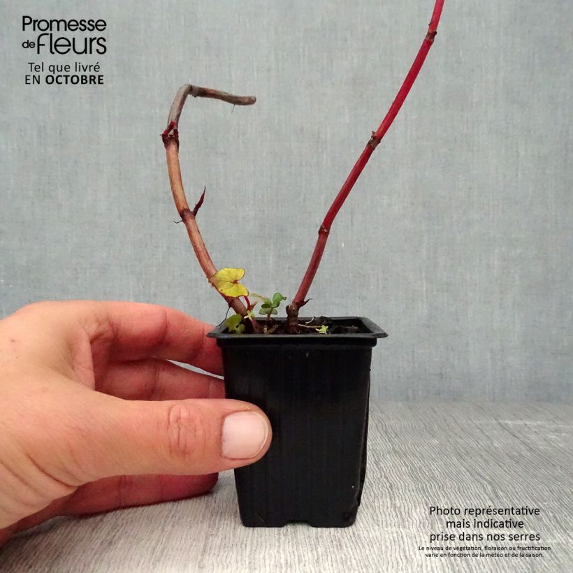 Spécimen de Epinard d'Asie, Epinard arbustif - Fagopyrum dibotrys (F. cymosum) tel que livré en automne