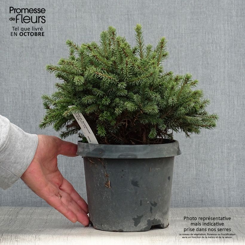 Spécimen de Epinette blanche - Picea glauca Echiniformis en pot de 2/3L           tel que livré en automne