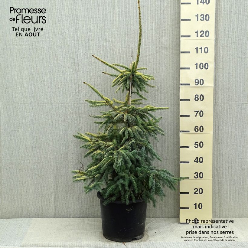 Spécimen de Epinette noire - Picea mariana Aurea  tel que livré en été