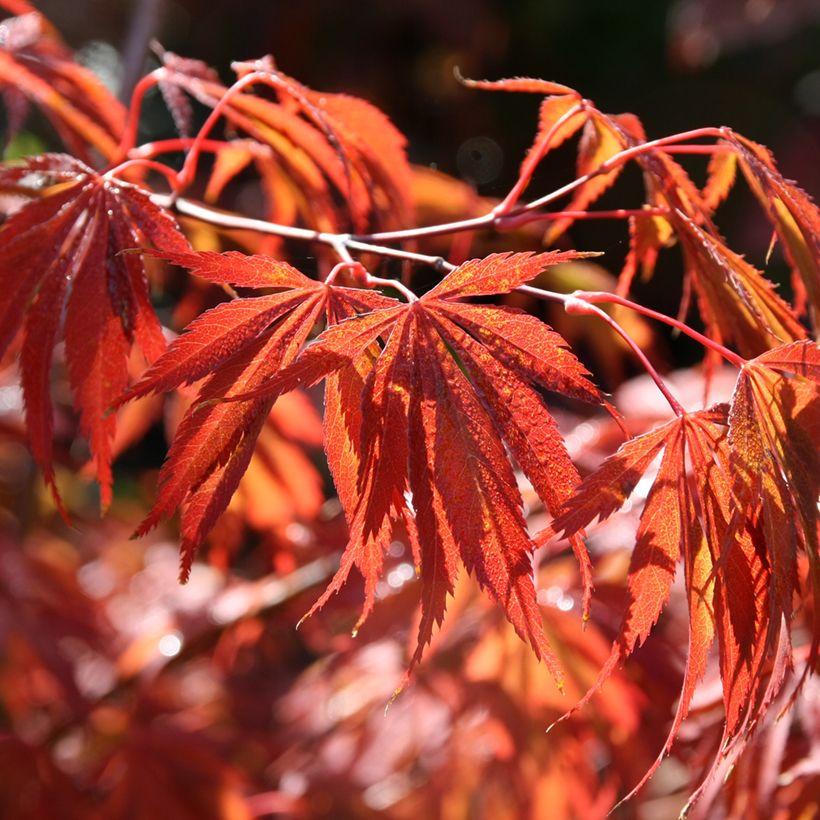 Érable du Japon - Acer palmatum Trompenburg (Feuillage)