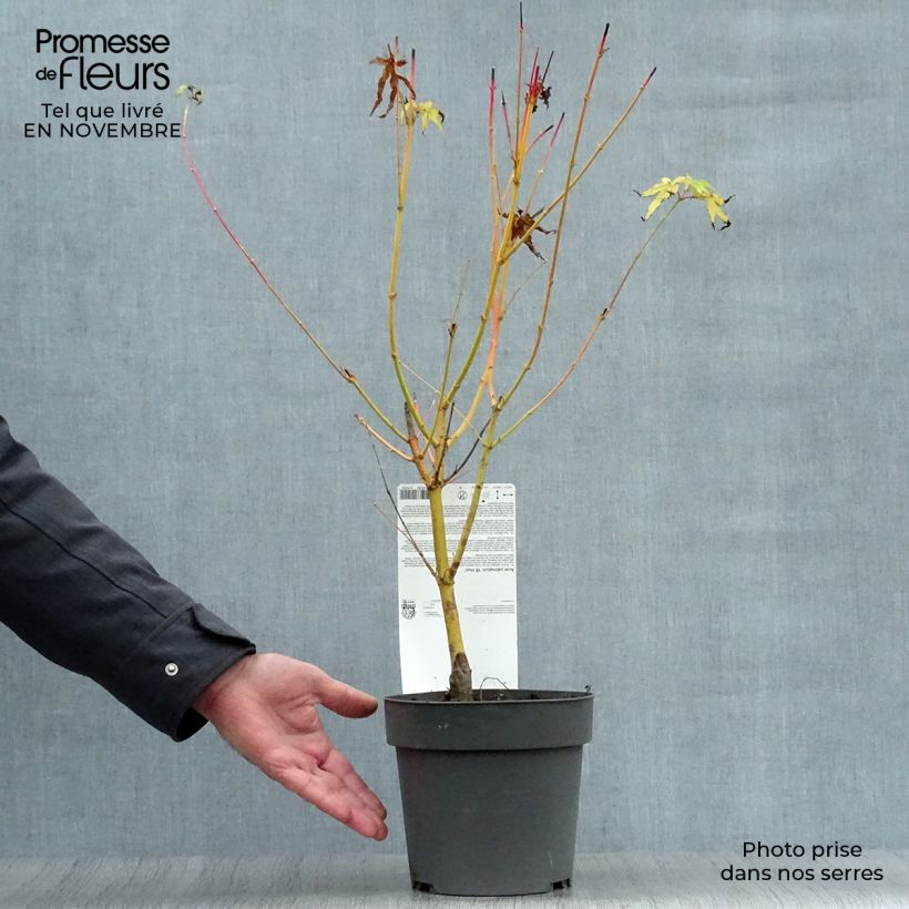 Spécimen de Érable du Japon Bi Hoo - Acer palmatum en pot de 2L/3L tel que livré en automne