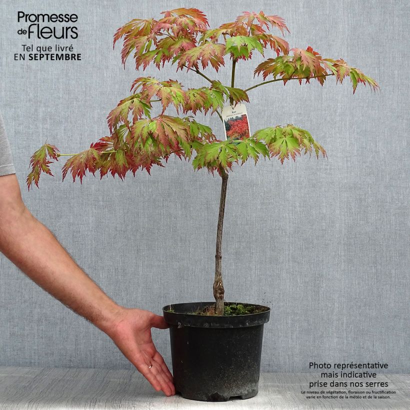 Spécimen de Érable du Japon - Acer japonicum Aconitifolium en pot de 4/5L Pot de 4L/5L tel que livré en automne