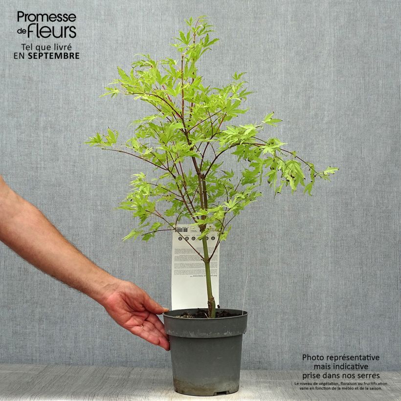 Spécimen de Érable du Japon - Acer palmatum Anne Irene en pot de 2L/3L tel que livré en automne