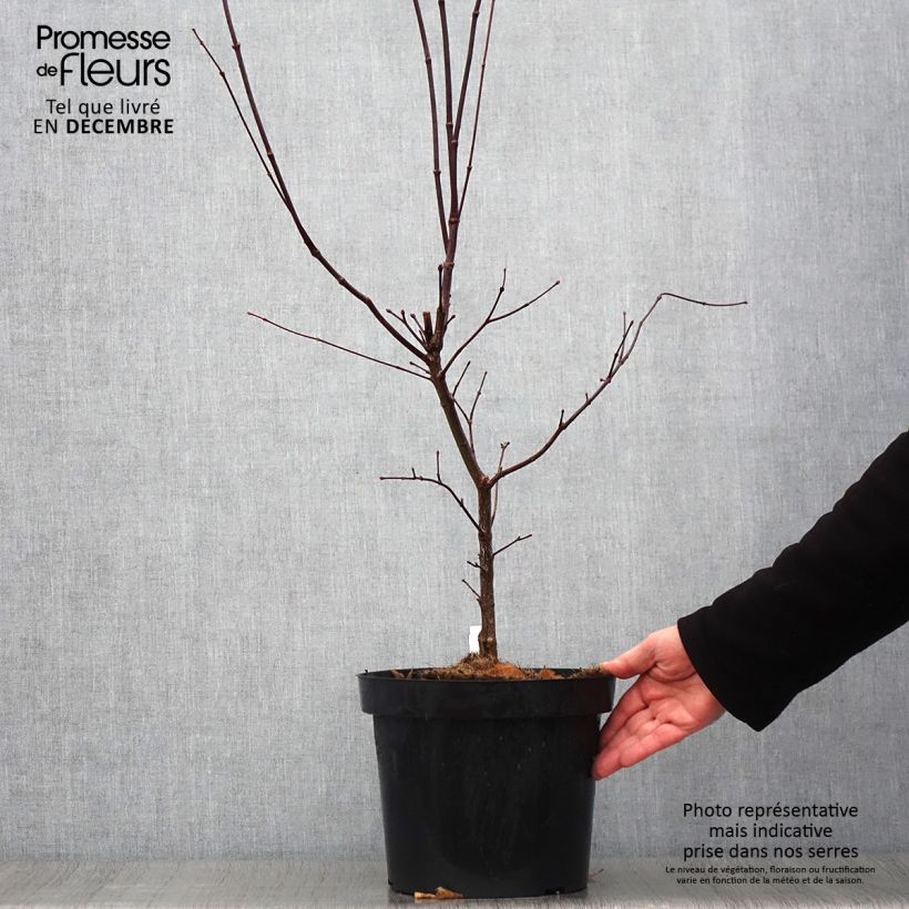 Spécimen de Érable du Japon - Acer palmatum Atropurpureum pot de 6L/7L 60/+ tel que livré en automne