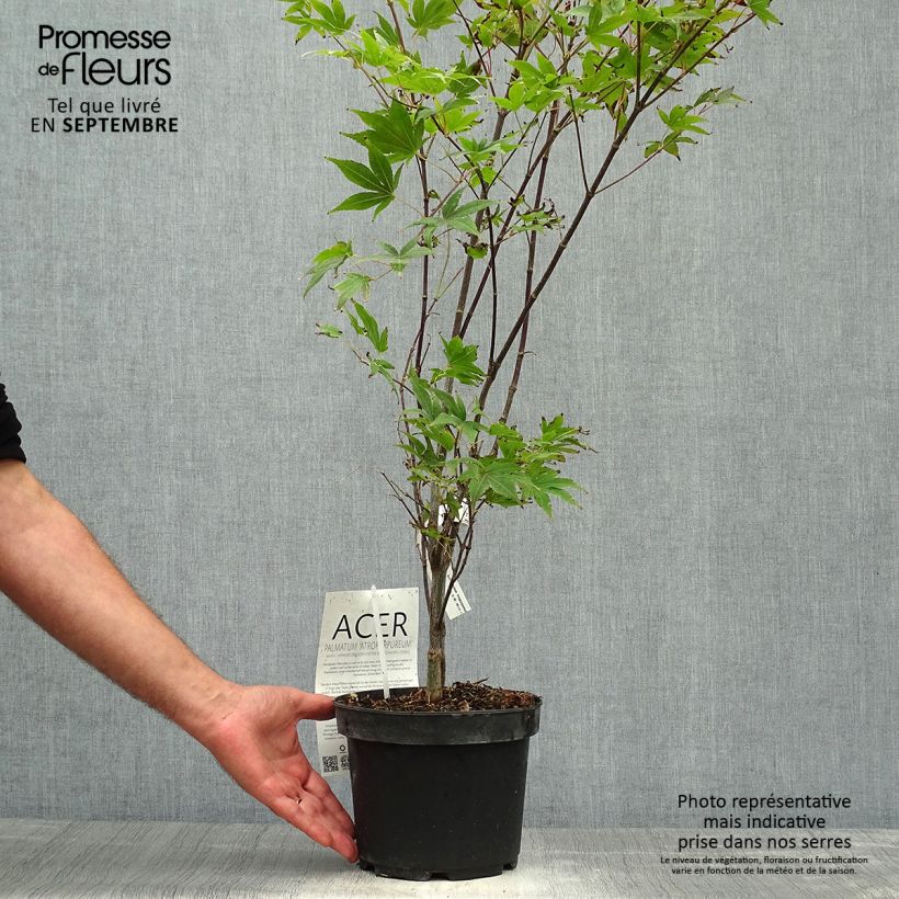 Spécimen de Érable du Japon - Acer palmatum Atropurpureum pot de 3L/4L tel que livré en automne