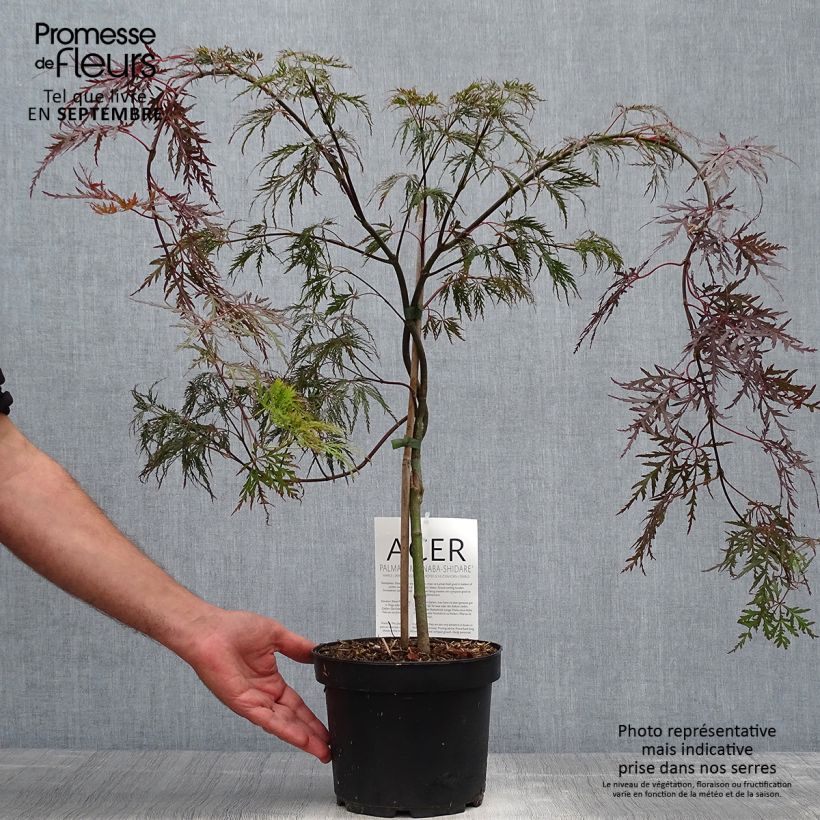 Spécimen de Erable du Japon - Acer palmatum Bloodgood pot de 3L/4L 40/60cm tel que livré en automne