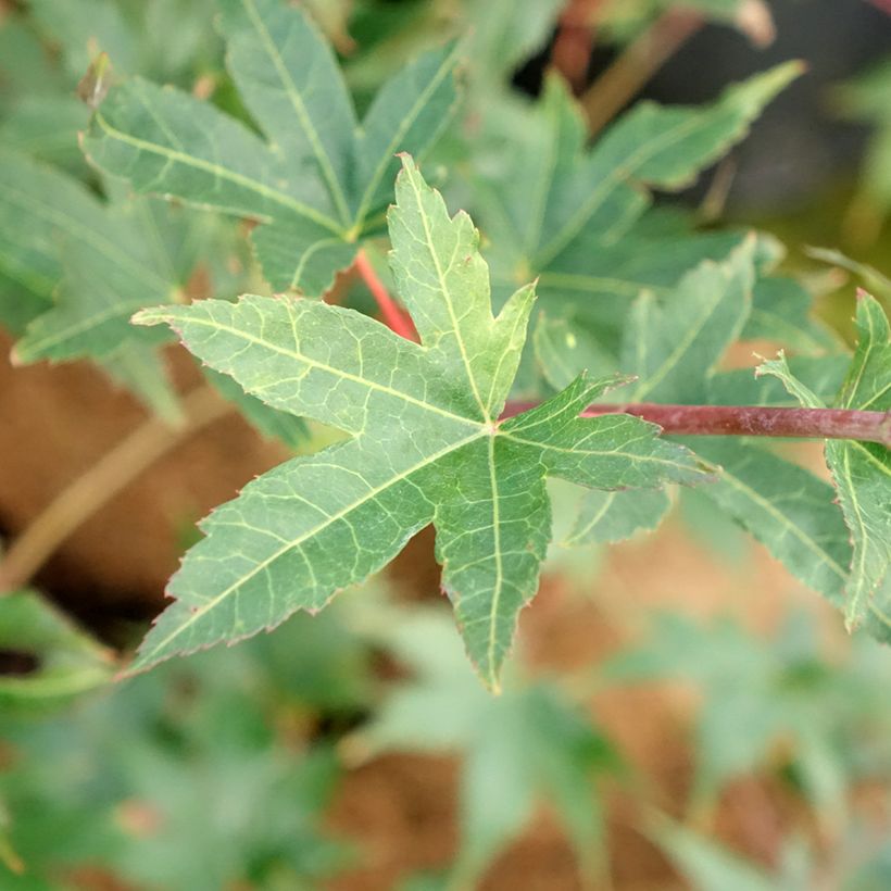 Erable du Japon - Acer palmatum Brown Sugar (Feuillage)