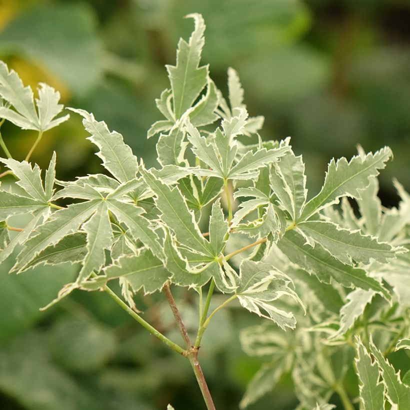 Érable du Japon - Acer palmatum Butterfly (Feuillage)