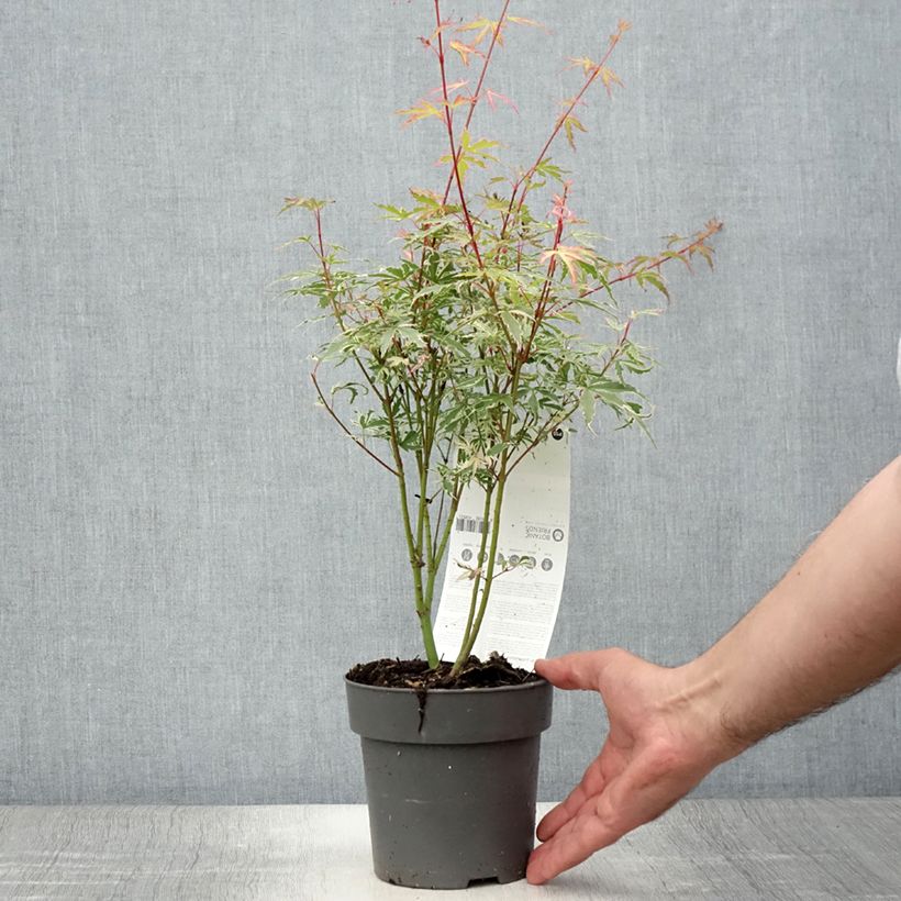 Spécimen de Érable du Japon - Acer palmatum Butterfly Pot de 1L/1.5L tel que livré en été