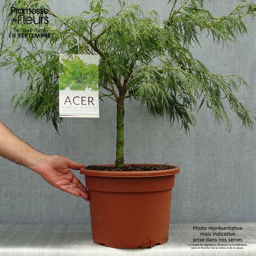 Spécimen de Érable du Japon - Acer palmatum Dissectum tel que livré en automne