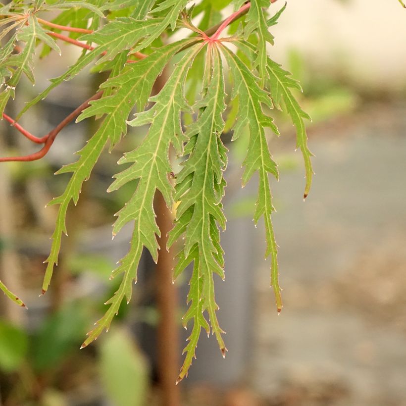 Érable du Japon - Acer palmatum Dissectum Viridis (Feuillage)