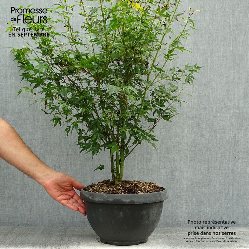 Spécimen de Érable du Japon - Acer palmatum Katsura en coupe de 7,5L/10L tel que livré en automne