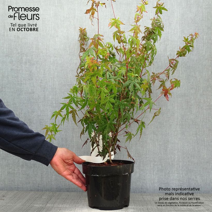 Spécimen de Érable du Japon - Acer palmatum pot 3/4L 50/60cm tel que livré en automne