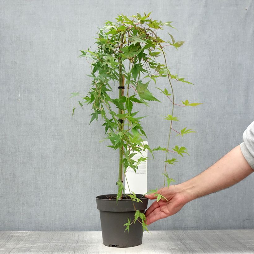 Spécimen de Érable du Japon - Acer palmatum Ryusen Pot de 3L/4L Tige tel que livré en été