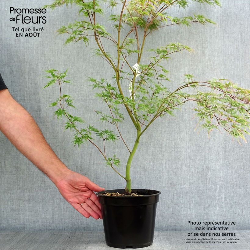 Spécimen de Érable du Japon - Acer palmatum Seiryu tel que livré en été