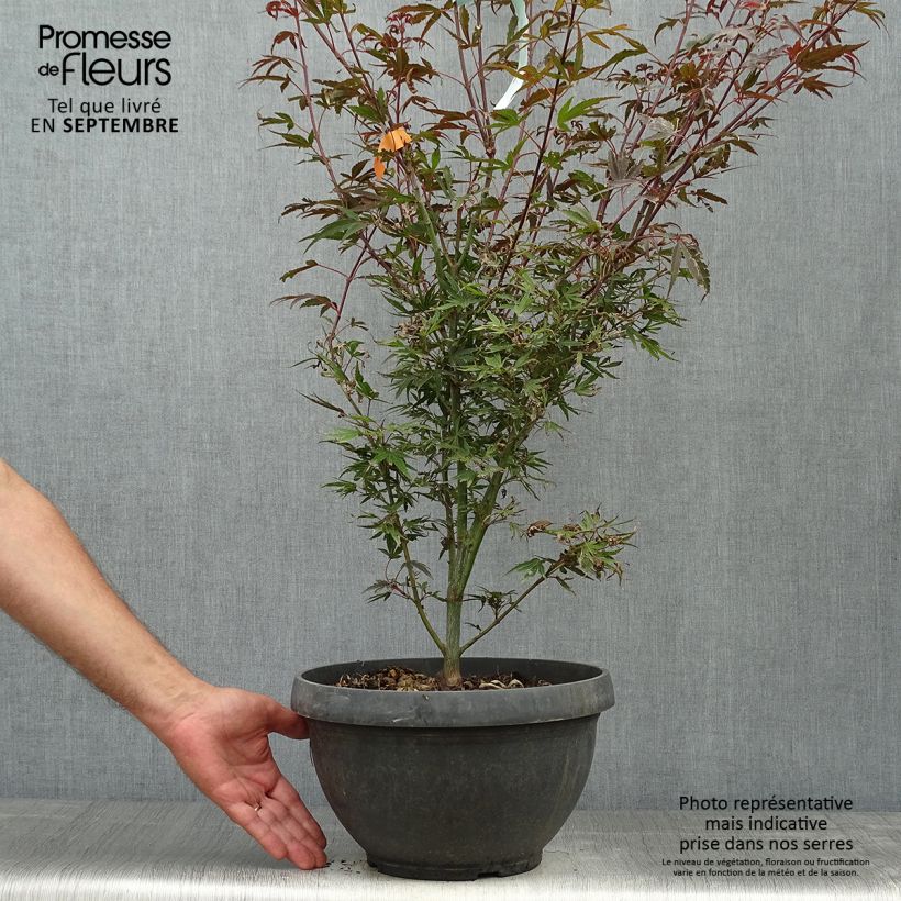 Spécimen de Erable du Japon - Acer palmatum Shaina en pot de 6L/7L tel que livré en automne