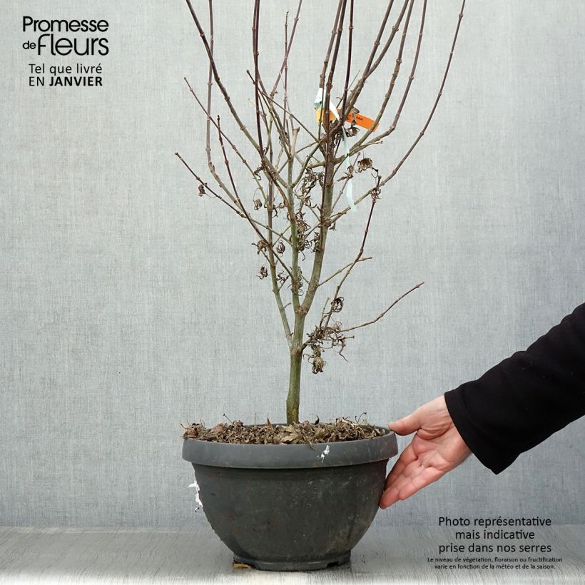 Spécimen de Erable du Japon - Acer palmatum Shaina en pot de 6L/7L tel que livré en hiver