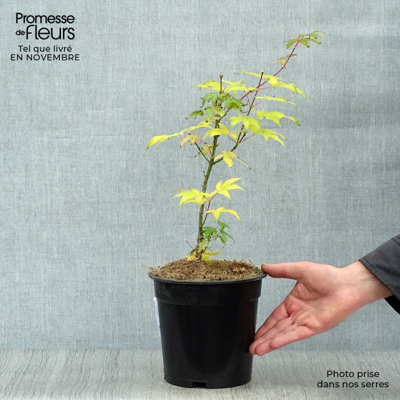 Spécimen de Erable du Japon - Acer palmatum Ukigumo Pot de 3L tel que livré en automne