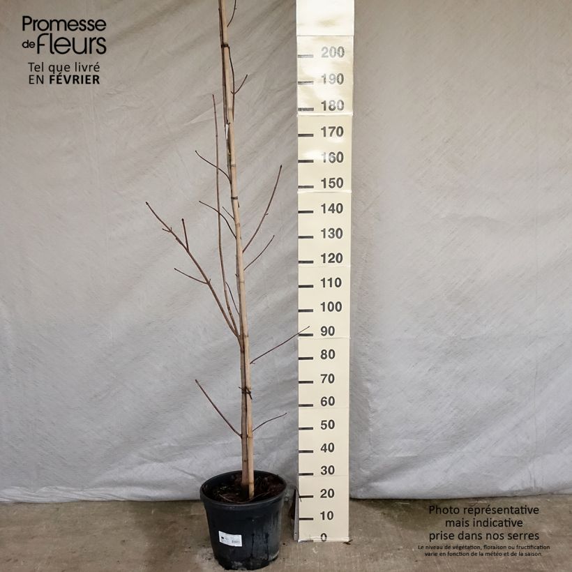 Spécimen de Érable platane - Acer platanoides Crimson King Pot de 20L tel que livré en hiver