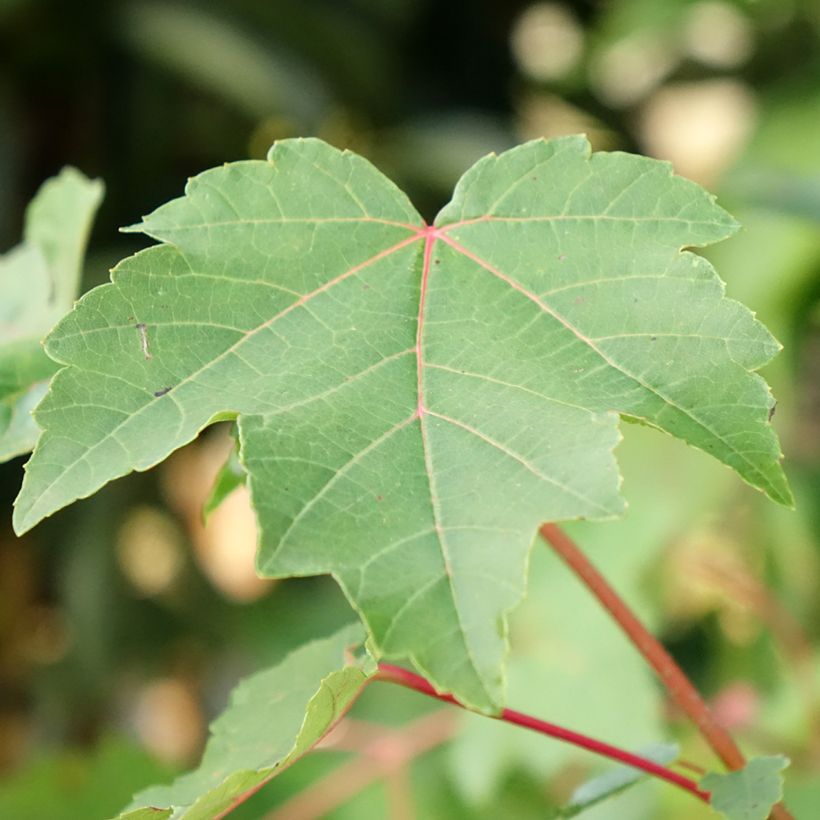 Érable rouge - Acer rubrum (Feuillage)