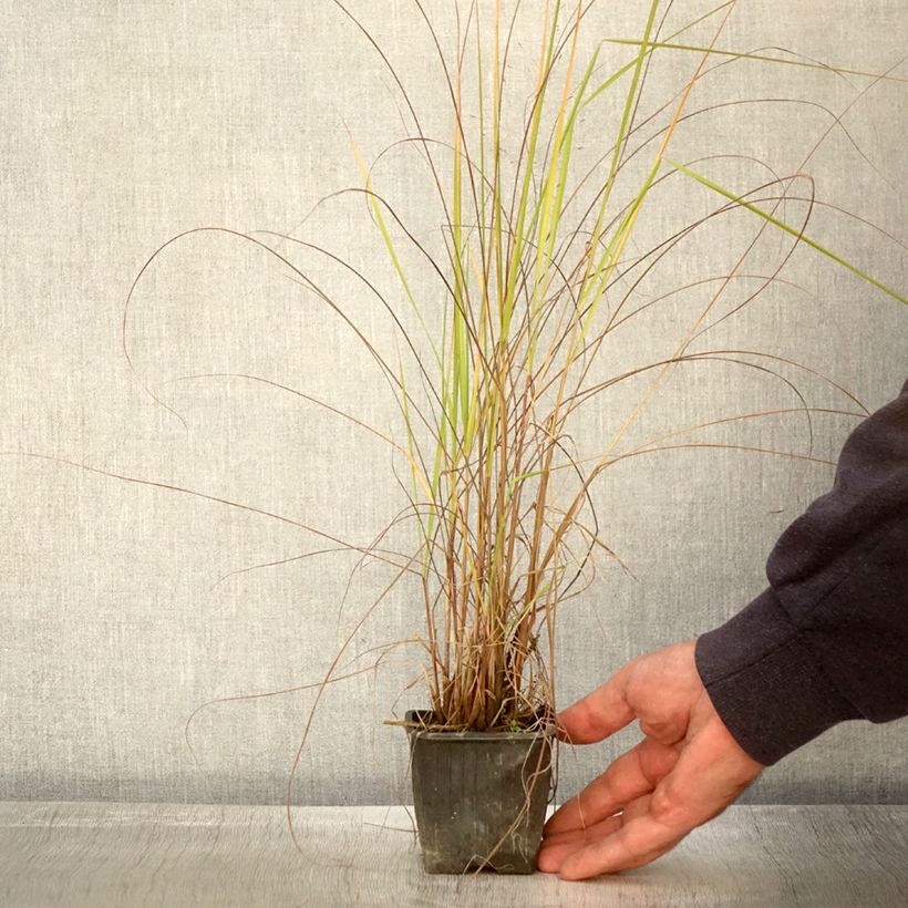 Spécimen de Eragrostis trichodes - Herbe d'amour Godet de 8 cm tel que livré en automne