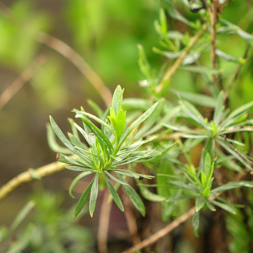 Eremophila maculata Aurea - Eremophile tacheté (Feuillage)